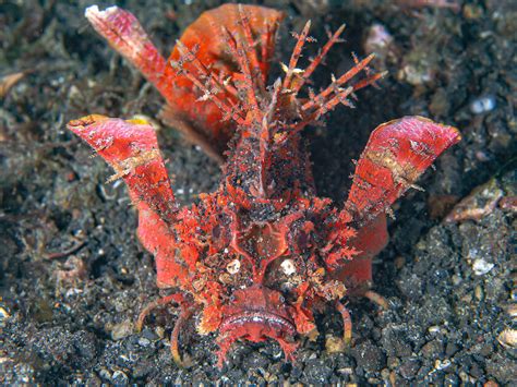 The Spiny Devilfish – Photo taken in Indonesia – Jack’s December Underwater Photograph ...