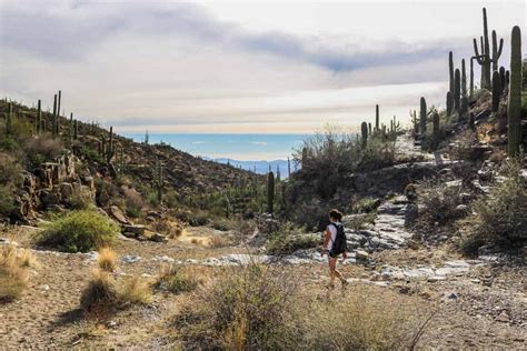7 Best Day Hikes in Saguaro National Park - The National Parks Experience