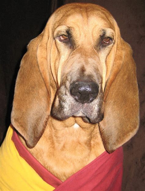 Bloodhound Info, Temperament, Puppies, Pictures