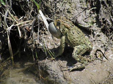 American Toad Facts and Pictures