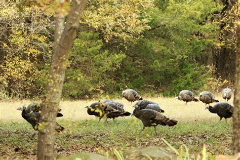 Wild Turkey In The Woods In Fall Free Stock Photo - Public Domain Pictures