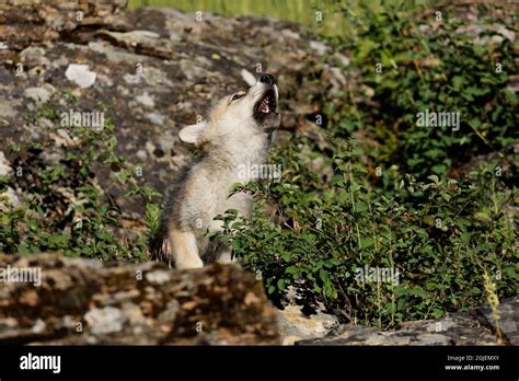 Wolf pup howling Stock Photo - Alamy