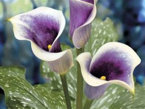 16 best Calla Lily Colors images on Pinterest | Calla lily colors ...