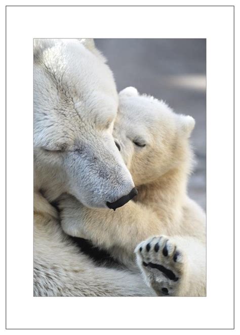 Polar Bear Hugs Mother's Day by nwpitneyink on Etsy