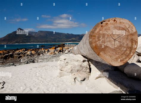 Kommetjie beach, Kommetjie, Western Cape, South Africa Stock Photo - Alamy