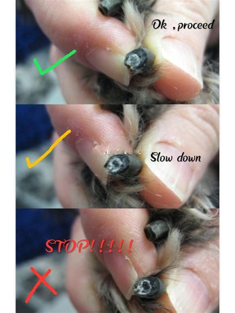 How to Cut a Dog's Nails | Burke Animal Clinic