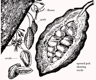 Systematics, Anatomy and Morphology of Cacao | Agriculture, Technology ...