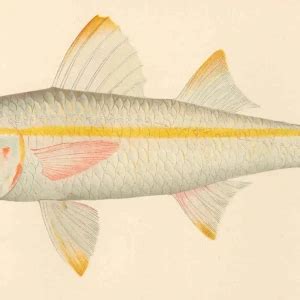 Yellow goatfish - Facts, Diet, Habitat & Pictures on Animalia.bio