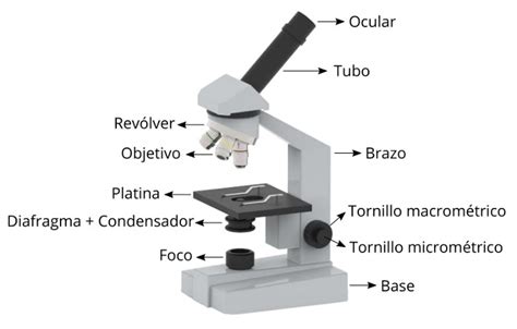 Partes del Microscopio (Funciones y Uso) - Mundo Microscopio