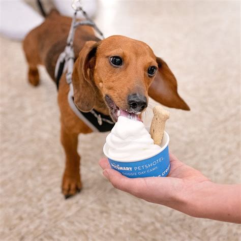 Try These Dog-Friendly Ice Cream Recipes