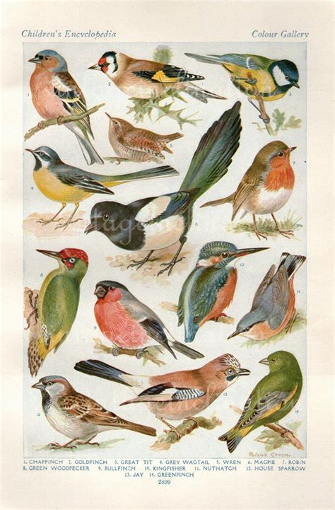 Vintage Bird Print Natural History Antique Illustration Bird feathers Gold Finch Sparrow Wren ...