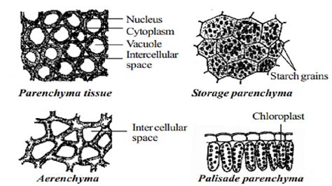 Parenchyma Cells: Structure, Types and Functions