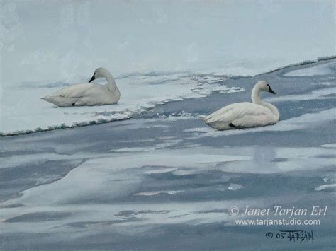 Swans of Winter | Tarjan Studio