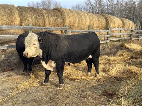 McElroy Meadows Black Herefords - Home