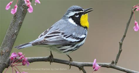 Yellow-throated Warbler - American Bird Conservancy