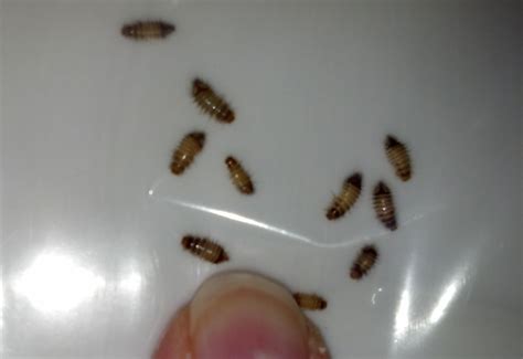 Carpet Beetle Larvae - What's That Bug?