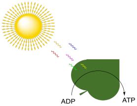 photosynthesis