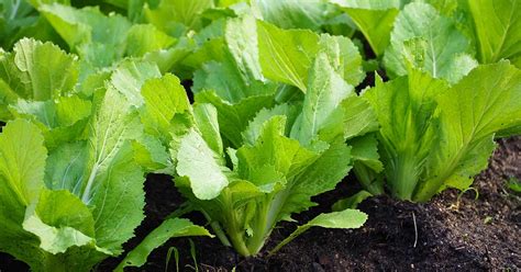 13 of the Best Varieties of Mustard Greens | Gardener’s Path