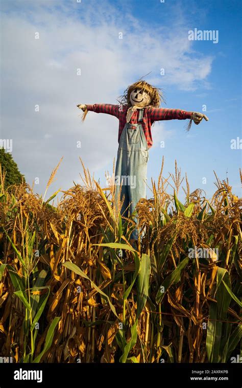 Scarecrow above the cornfield smiles and looks content with his lot in life Stock Photo - Alamy