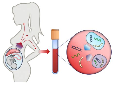 Non-invasive prenatal testing (NIPT) | Pregnancy Birth and Baby - Lifeline Laboratory