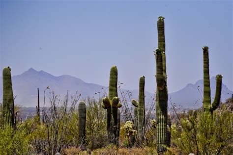 Saguaro Cactus Arizona Free Stock Photo - Public Domain Pictures