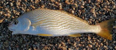 Croaker Family Photographs, and Information – Sciaenidae | Mexico – Fish, Birds, Crabs, Marine ...