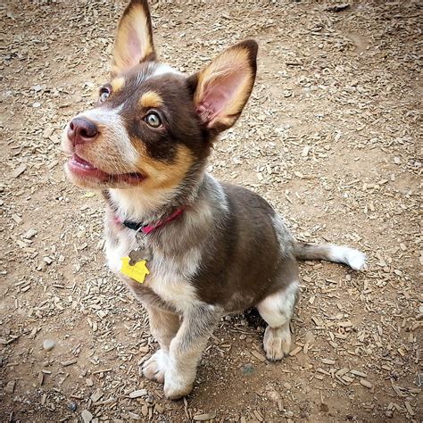 Blue Heeler German Shepherd Mix Puppies