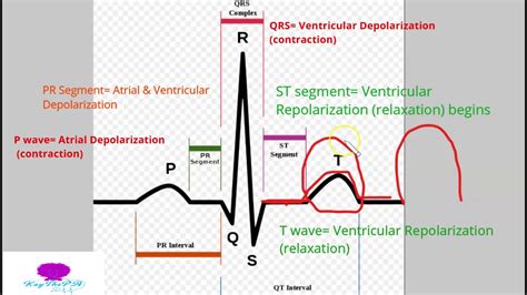 Basic EKG for the Healthcare Professional 1: Waves & Intervals - YouTube