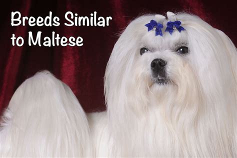 10+ Dogs Similar to Maltese - Bichon World