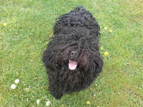 22 dogs with dreadlocks that will give you major hair envy – SheKnows