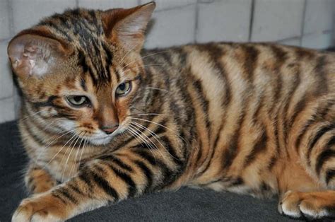 Exquisite Animals: Tiger Looking Cat - In NewsWeekly