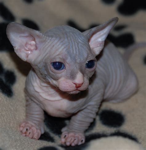 Cute Sphynx Kittens Photos