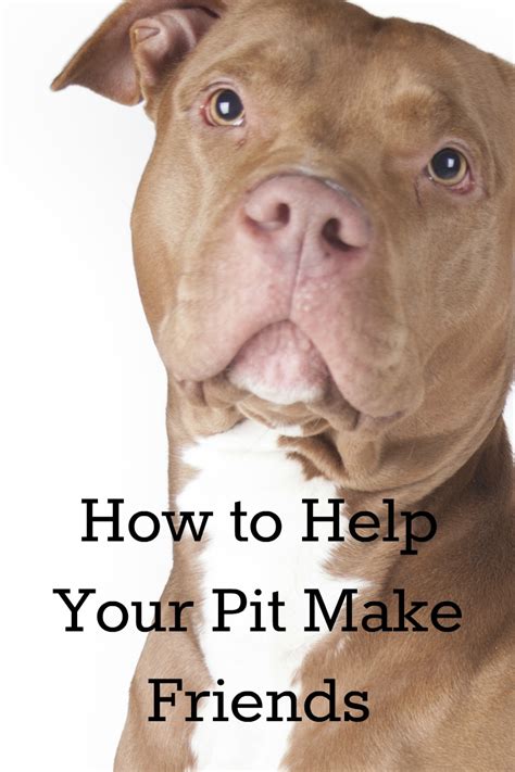 How to Help Your Pitbull Puppy Make Friends