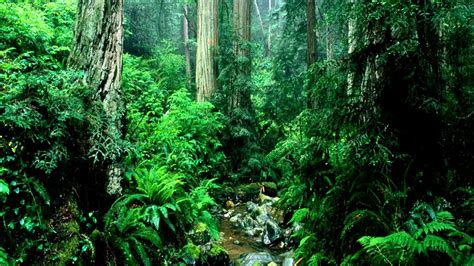 Long Small Trees Covered Jungle HD Jungle Wallpapers | HD Wallpapers ...