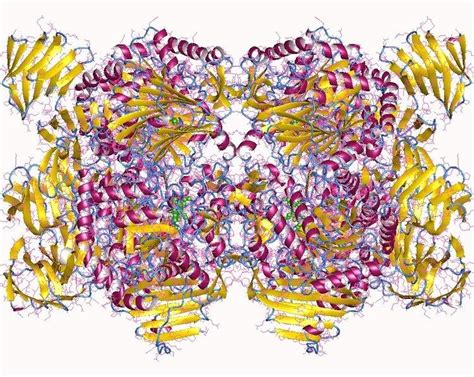 Alpha glucosidase - Alchetron, The Free Social Encyclopedia