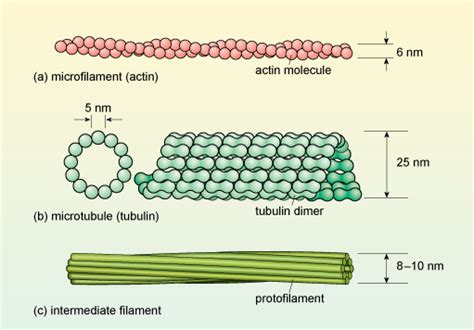 Microfilaments Diagram