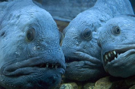 O Wolffish é esquisito e maravilhoso | Amazonarium