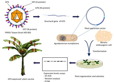 Major experimental events taken place during genetic transformation to ...