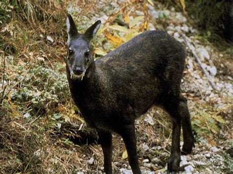 Siberian Musk Deer Habitat, Diet, Facts and Pictures