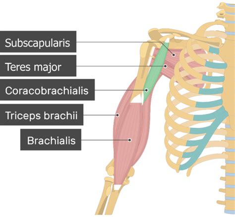 Coracobrachialis Muscle - Attachments, Action & Innervation | GetBodySmart