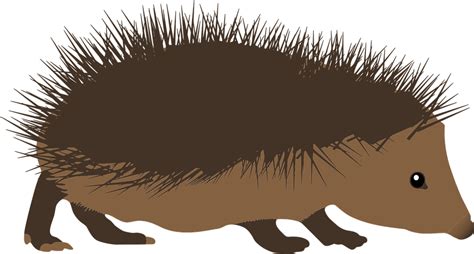 Igel Vektor PNG Fotos - PNG All | PNG All