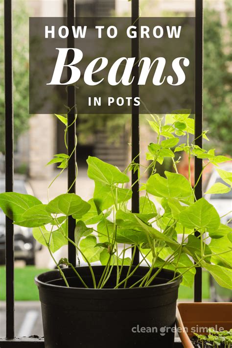 How to Grow Beans In Pots - 7 Tips for a Bountiful Harvest - Clean Green Simple