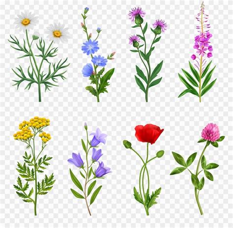 Free Vector | Realistic wildflower icons set on transparent background isolated vector illustration