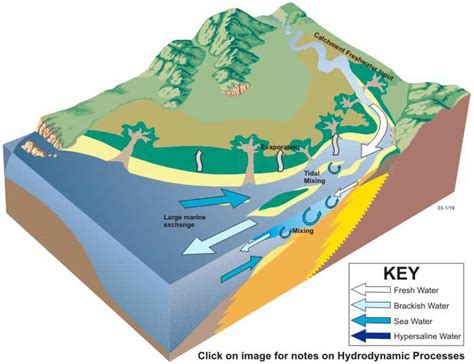 River Estuary Diagram