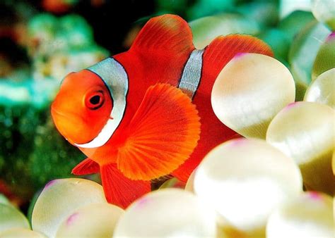 Clownfish - A-Z Animals