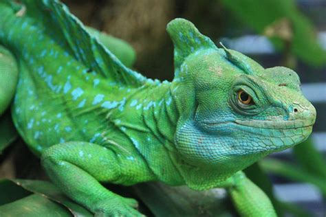 California Academy of Sciences | Rainforest Exhibit, Costa R… | Flickr