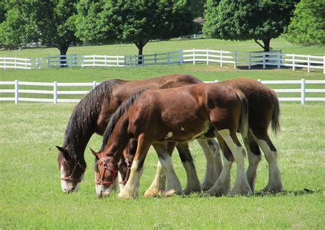 Clydesdale Horses – PetcareFun