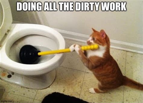 Image tagged in cat plunging toilet - Imgflip