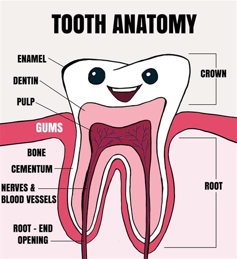 Acquire Parts Of Mouth And Teeth Free Vector - Www