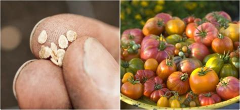 6 Reasons You Should Grow Heirloom Seeds & 6 Best Places To Buy Them